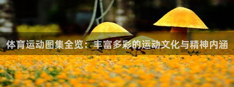 MK体育官网下载平台注册流程图：体育运动图集全览：丰